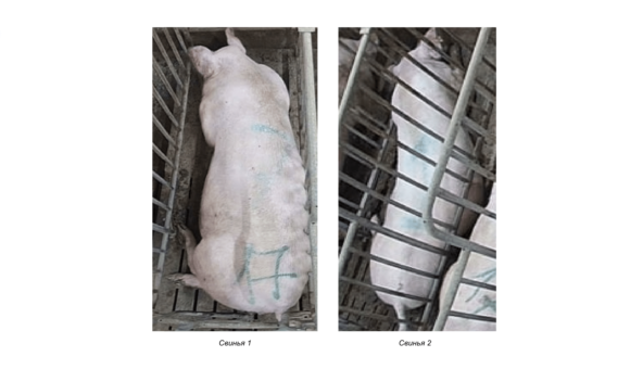 Как понять что свинюшка готова к любви? Определяем через ML