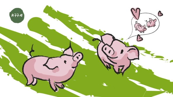 Как понять что свинюшка готова к любви? Определяем через ML - 4