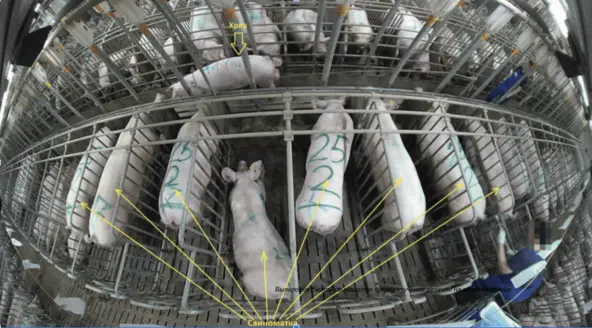 Как понять что свинюшка готова к любви? Определяем через ML - 5