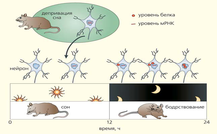 Экспрессия мРНК гена per и синтез соответствующего белка