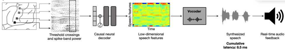 Имплантированные микроэлектроды регистрируют нейронную активность в моторной коре, отвечающей за артикуляцию речи. Из сигналов извлекаются характеристики — частота пересечения порогов и мощность в полосе спайков. Эти данные поступают в причинный (каузальный) нейронный декодер, который преобразует их в низкоразмерные признаки речи во временной шкале. Дальше вокодер синтезирует аудиосигнал, обеспечивая обратную звуковую связь. Суммарная задержка между мозговой активностью и полученной речью составляет всего 8,5 мс. Источник