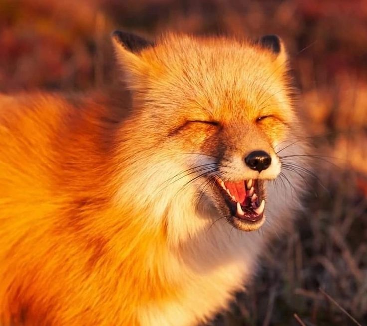 Топ нейросетей для создания и редактирования фото - 27 Топ нейросетей для создания и редактирования фото - 27