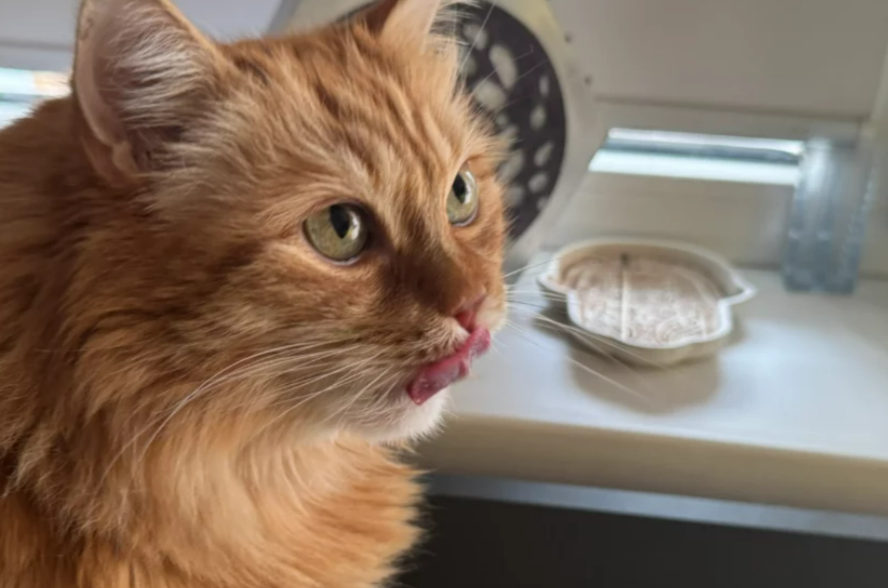 Кто получит нейро-Оскар: 10 нейросетей для создания видеоконтента - 10 Кто получит нейро-Оскар: 10 нейросетей для создания видеоконтента - 10