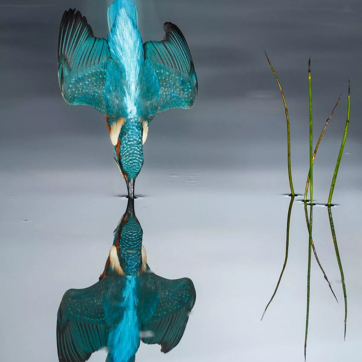 Биомимикрия: как природные структуры вдохновляют инженеров на создание новых технологий. Часть 1 - 5