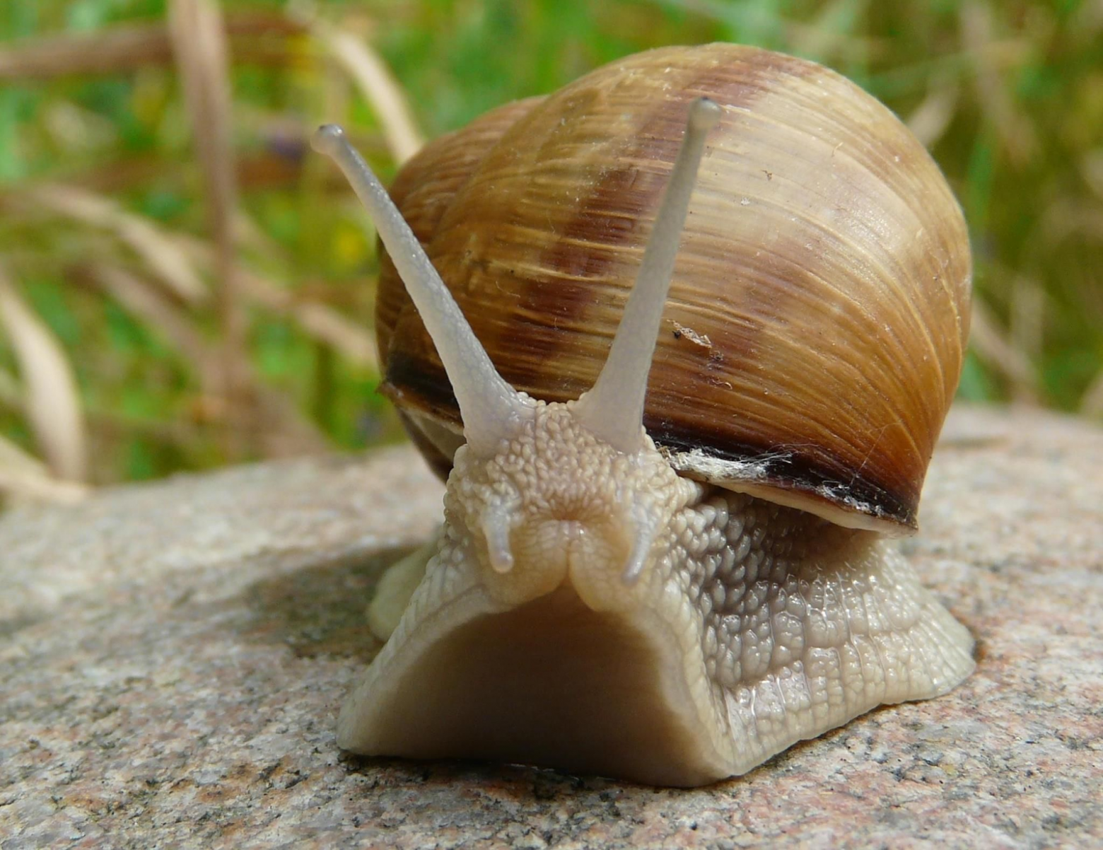 Биомимикрия: как природные структуры вдохновляют инженеров на создание новых технологий. Часть 1 - 7