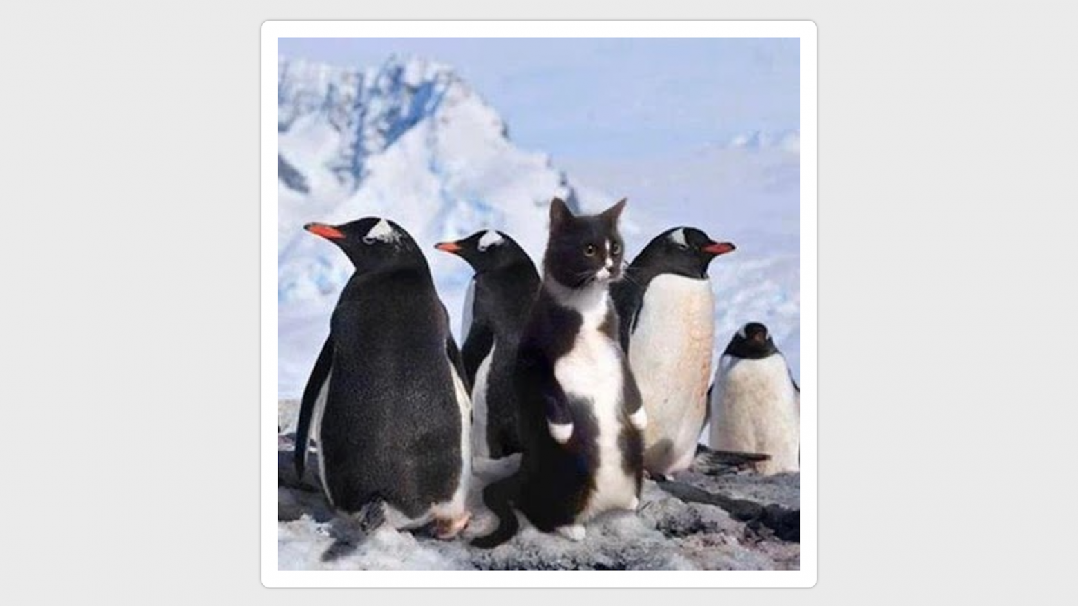 Я ощутила себя как этот кот среди пингвинов, ведь я как настоящий продакт должна «вжиться» в шкуру своих будущих абитуриентов