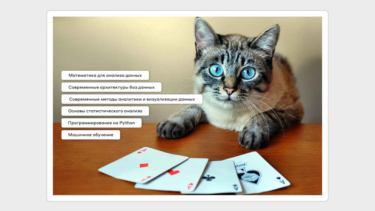 Аналитика бывает разная: продуктовая, предиктивная, но эти знания вместе — выигрышная комбинация, как каре в покере