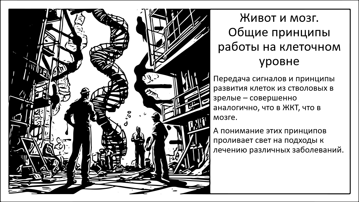 Клетки кишечника буквально работают как клетки мозга - 1