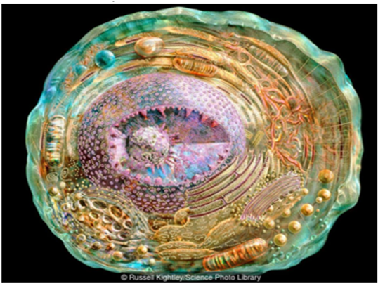 Клетка 24. Биотехнология и использование интеллекта - 1 Клетка 24. Биотехнология и использование интеллекта - 1