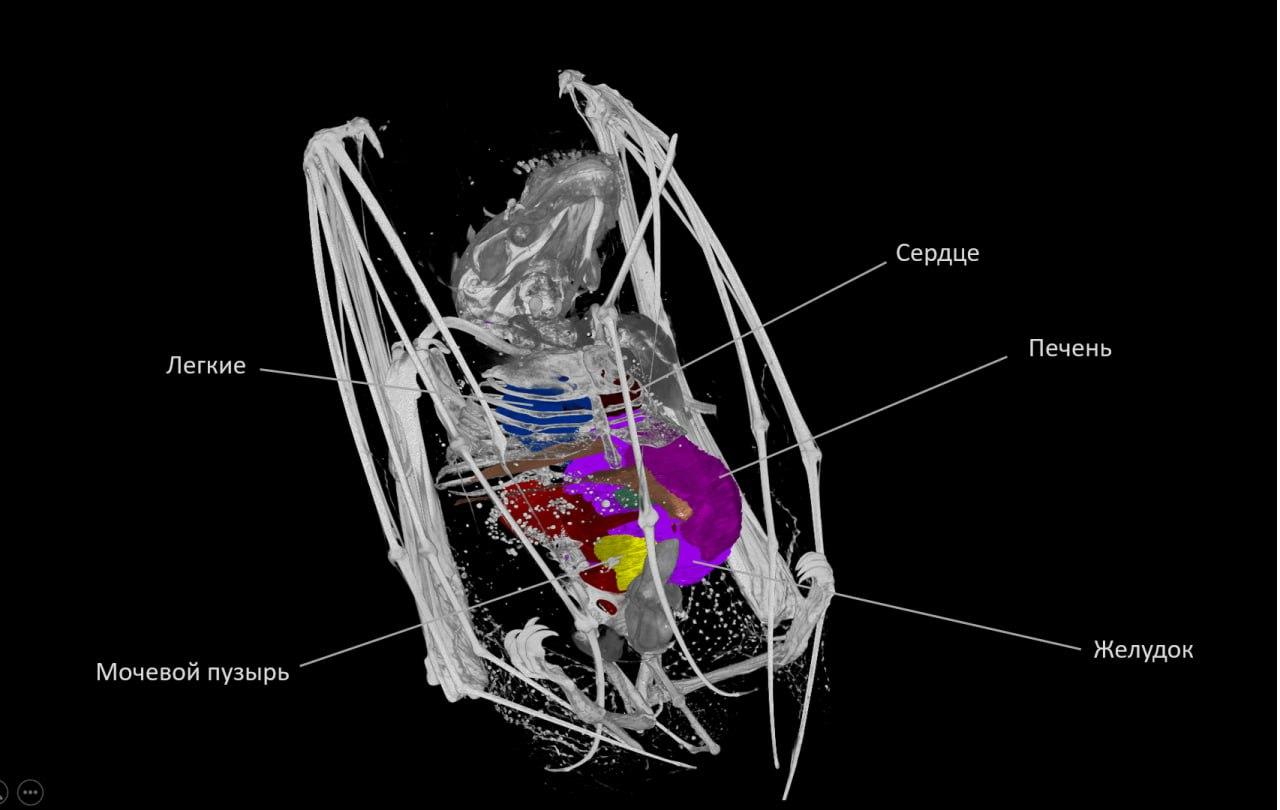 МикроКТ внутренних органов летучей мыши