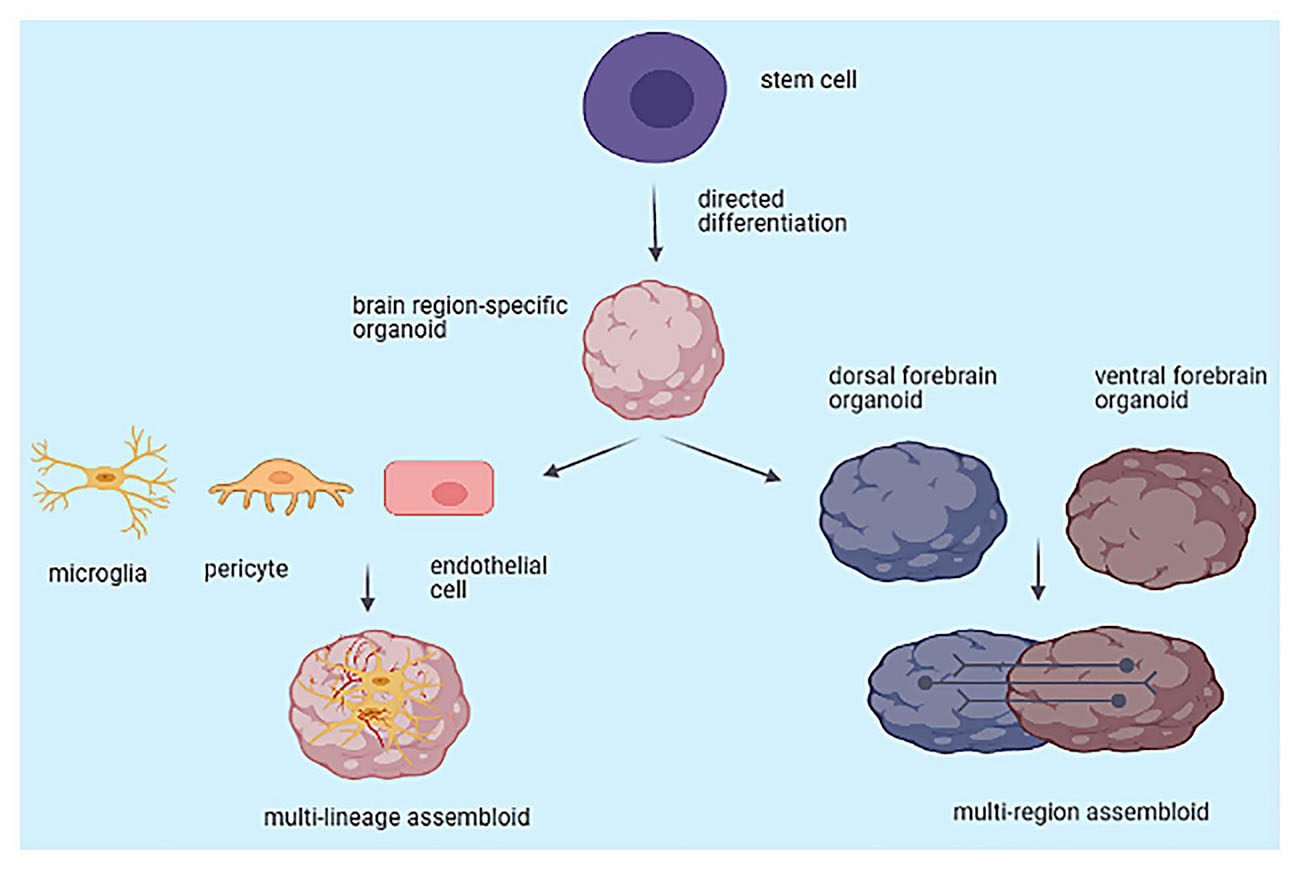 Wetware: что произошло в мире биокомпьютеров со времен нейронов, играющих в Pong - 4