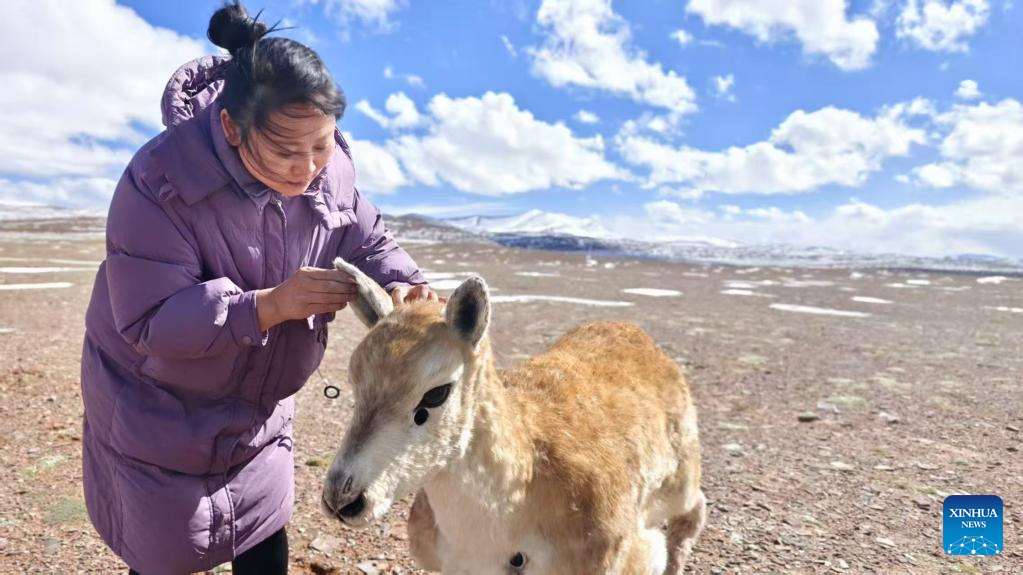 Специалист поправляет роботу-чиру ушки (фото: "Синьхуа")