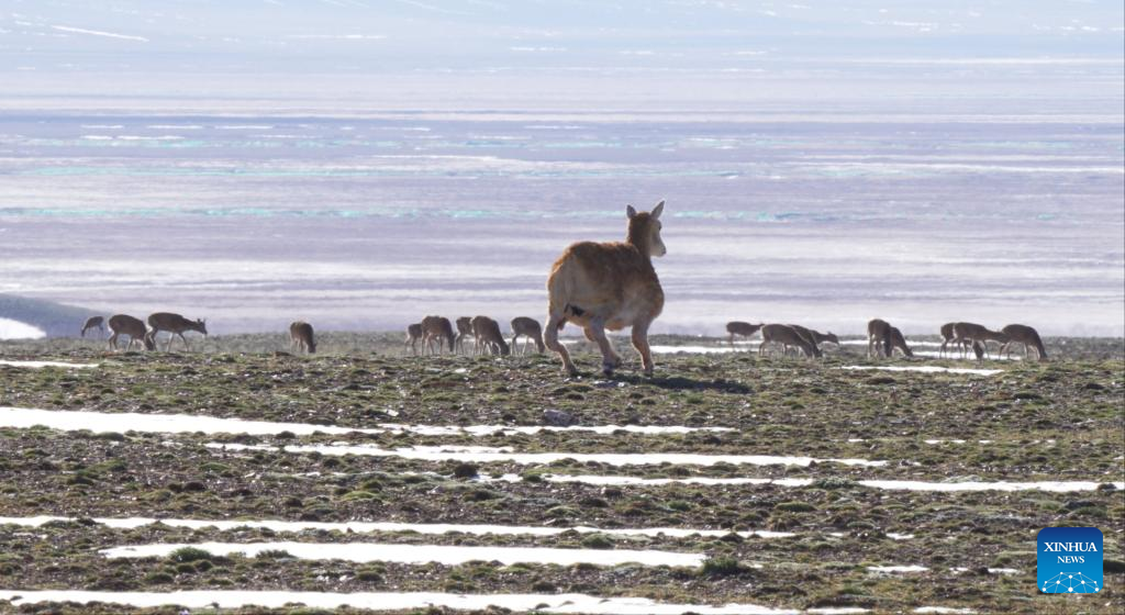 Бионическая антилопа вливается в стадо (фото: "Синьхуа")