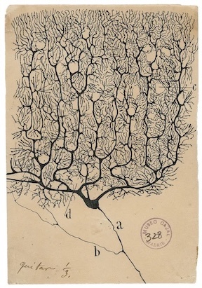 Клетка Пуркинье с разветвлённой сетью дендритов. Рамон-и-Кахаль