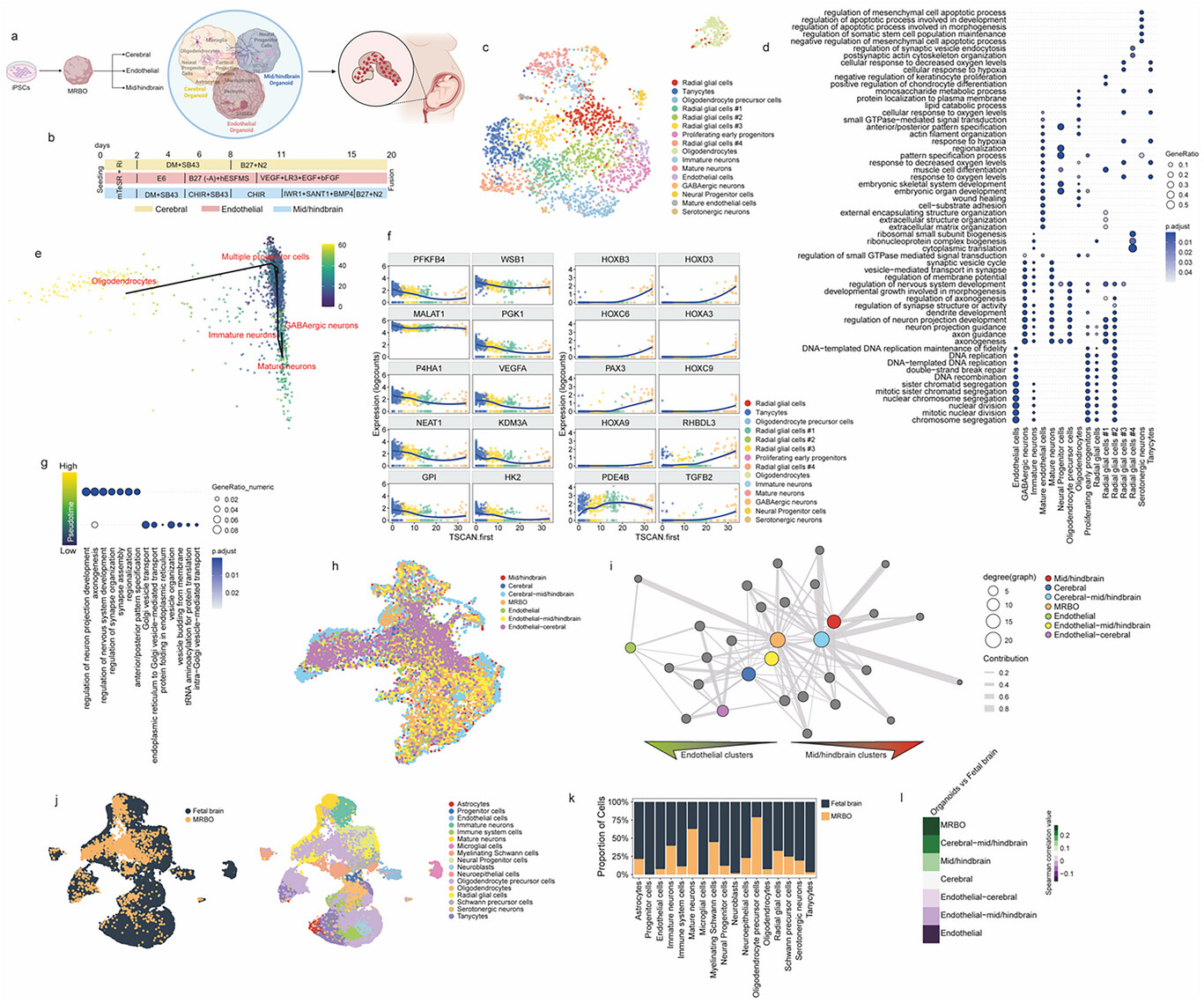 Мини-мозг: мультирегиональный органоид мозга - 2