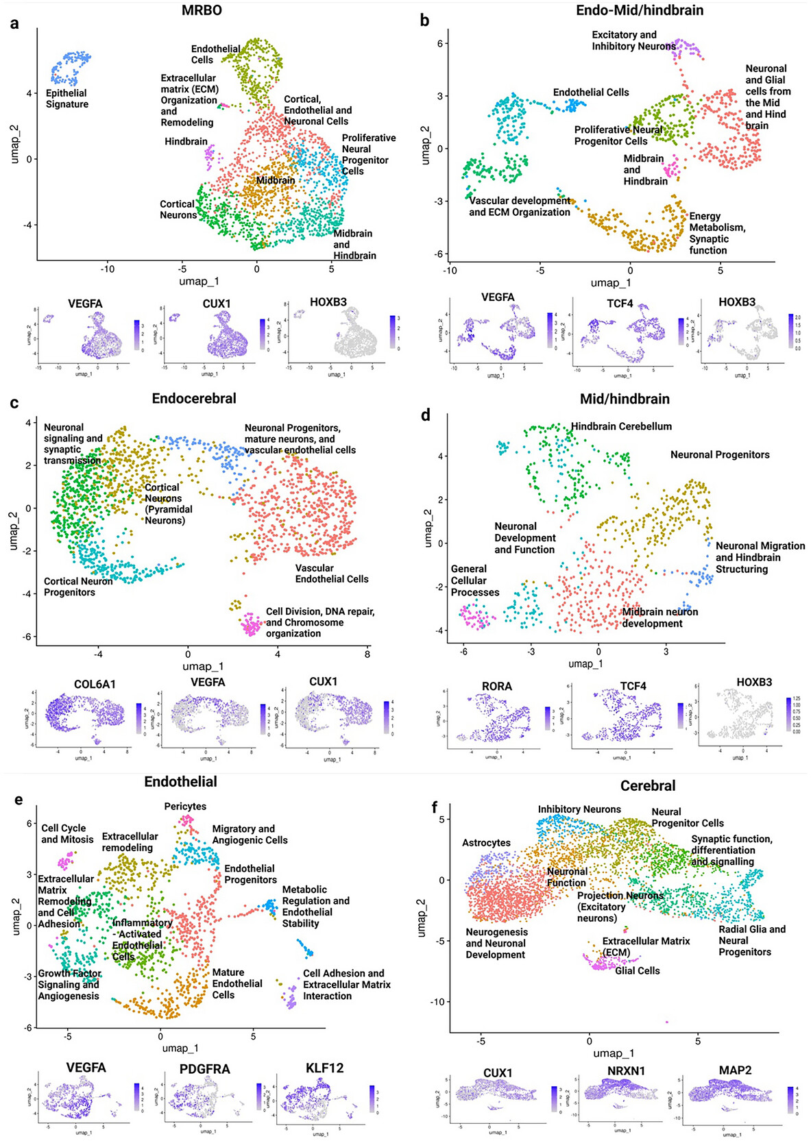 Мини-мозг: мультирегиональный органоид мозга - 3