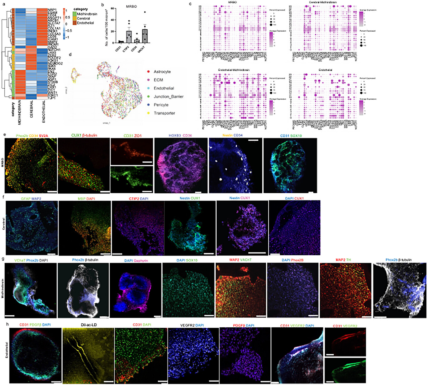 Мини-мозг: мультирегиональный органоид мозга - 6