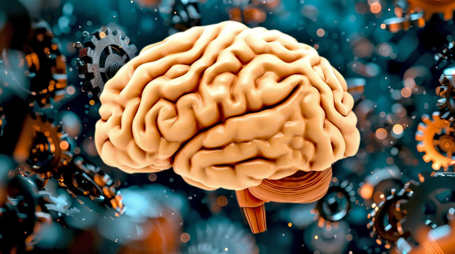 Мини-мозг: мультирегиональный органоид мозга - 1