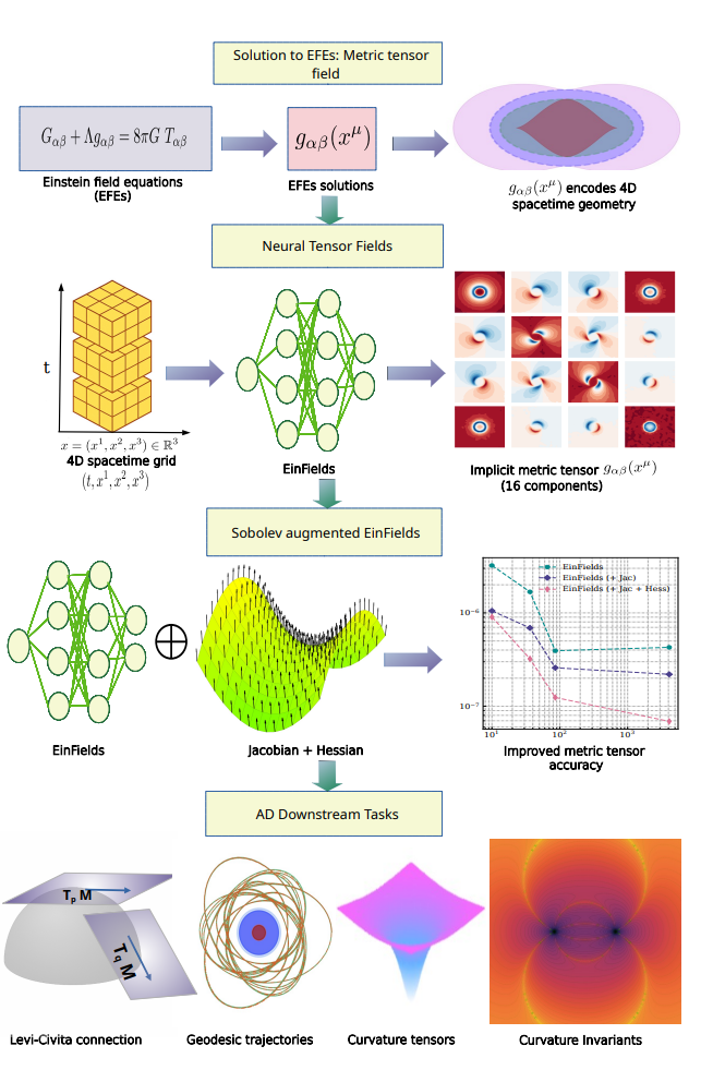 (i) Уравнения Эйнштейна описывают геометрию гравитации через тензор метрики, который в этой работе аппроксимируется нейросетью. (ii) Обучение проводится на 4D-сетке пространства-времени, где EinFields восстанавливают непрерывный сигнал и возвращают метрику в любой точке. (iii) Качество повышается за счёт «соболевского надзора» — потерь по якобианам и гессианам. (iv) Валидация: такие модели позволяют точно извлекать геометрические величины — связности, геодезики, тензоры кривизны.