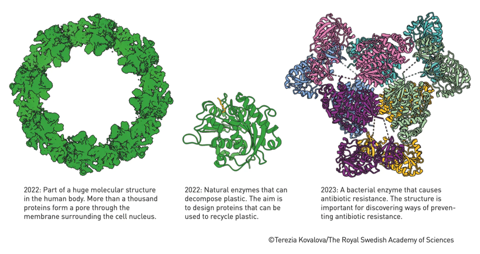Структуры белков, предсказанные с помощью AlphaFold2. Источник: nobelprize.org. 