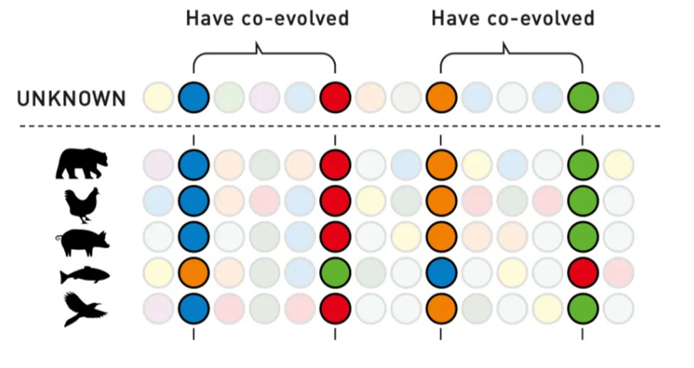 Пример данных MSA. Верхняя последовательность — это входная последовательность белка, для которой мы делаем предсказания. Под ней последовательности других белков из других организмов, выровненные на входную. На примере видно, что какие‑то части белков сохранились у разных организмов в процессе эволюции. Возможно, эти консервативные регионы функционально важны для целой группы организмов и должны сохранять определенную структуру для её выполнения — AlphaFold2 может научиться использовать эту информацию для предсказания структуры входного белка. Источник: nobelprize.org. 