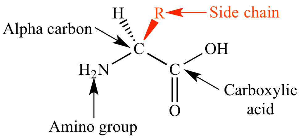 Общая схема структуры аминокислот. Источник: www.chem.ucla.edu. 