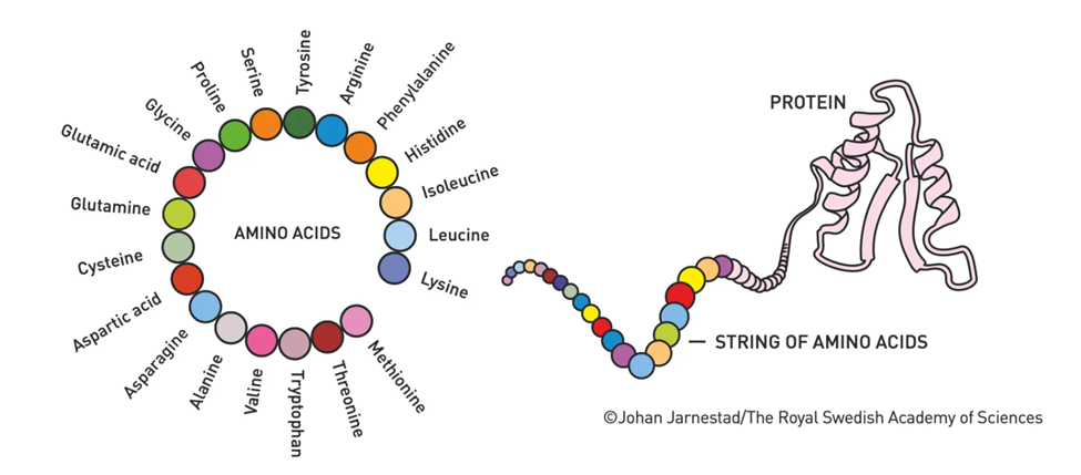 Слева — 20 аминокислот. Справа — формирование цепочки белка и конформации, которую эта цепочка принимает при фолдинге: три альфа-спирали и два бета-листа, соединенные петлями. Источник: nobelprize.org. 