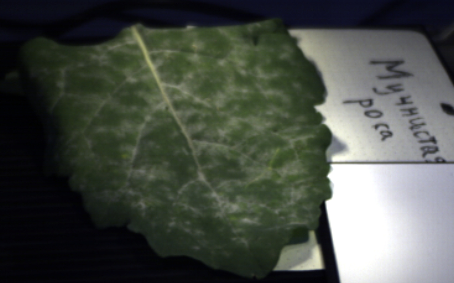 лист редиса с явным заболеванием мучнистой росы.