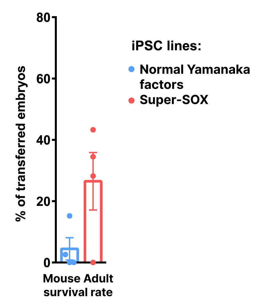 Красная полоса показывает выживаемость взрослых мышей, полученных из iPSC на основе super-SOX, по сравнению со стандартным коктейлем Яманаки.