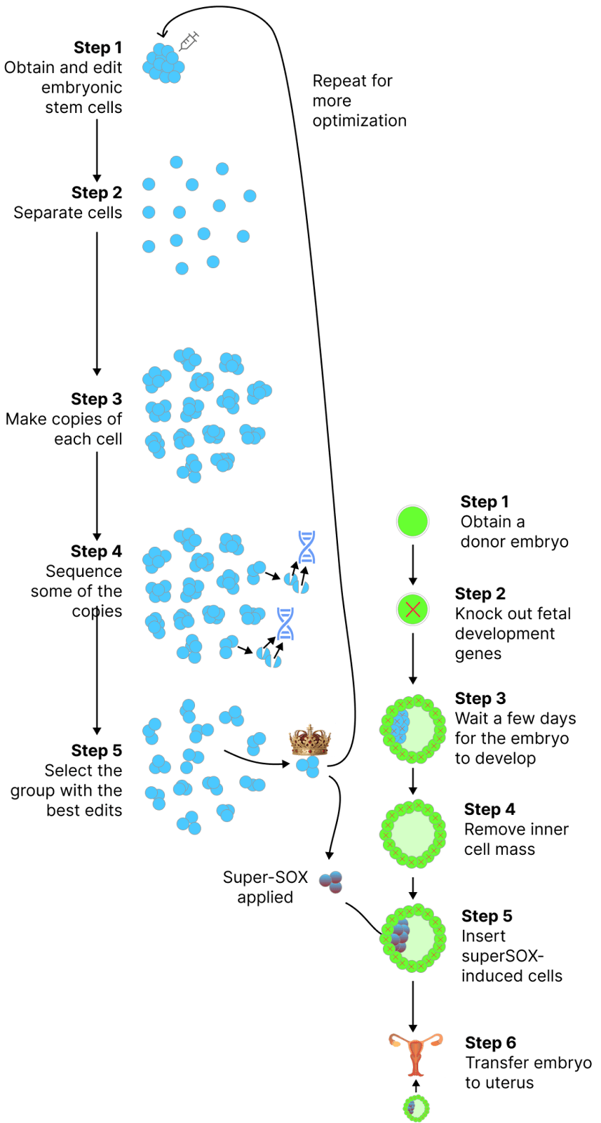 «Выключить гены эмбрионального развития» — один из вариантов, чтобы клетки донорского эмбриона не вносили вклад в формирование плода. Существуют и другие правдоподобные методы достижения этой цели, например сверхэкспрессия определённых генов, чтобы закрепить судьбу клеток донорского эмбриона до введения клеток, полученных из super-SOX.