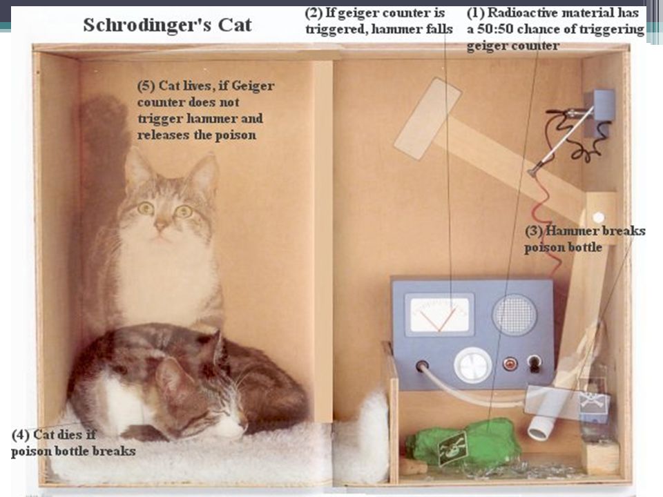 Снова эксперименты над животным!