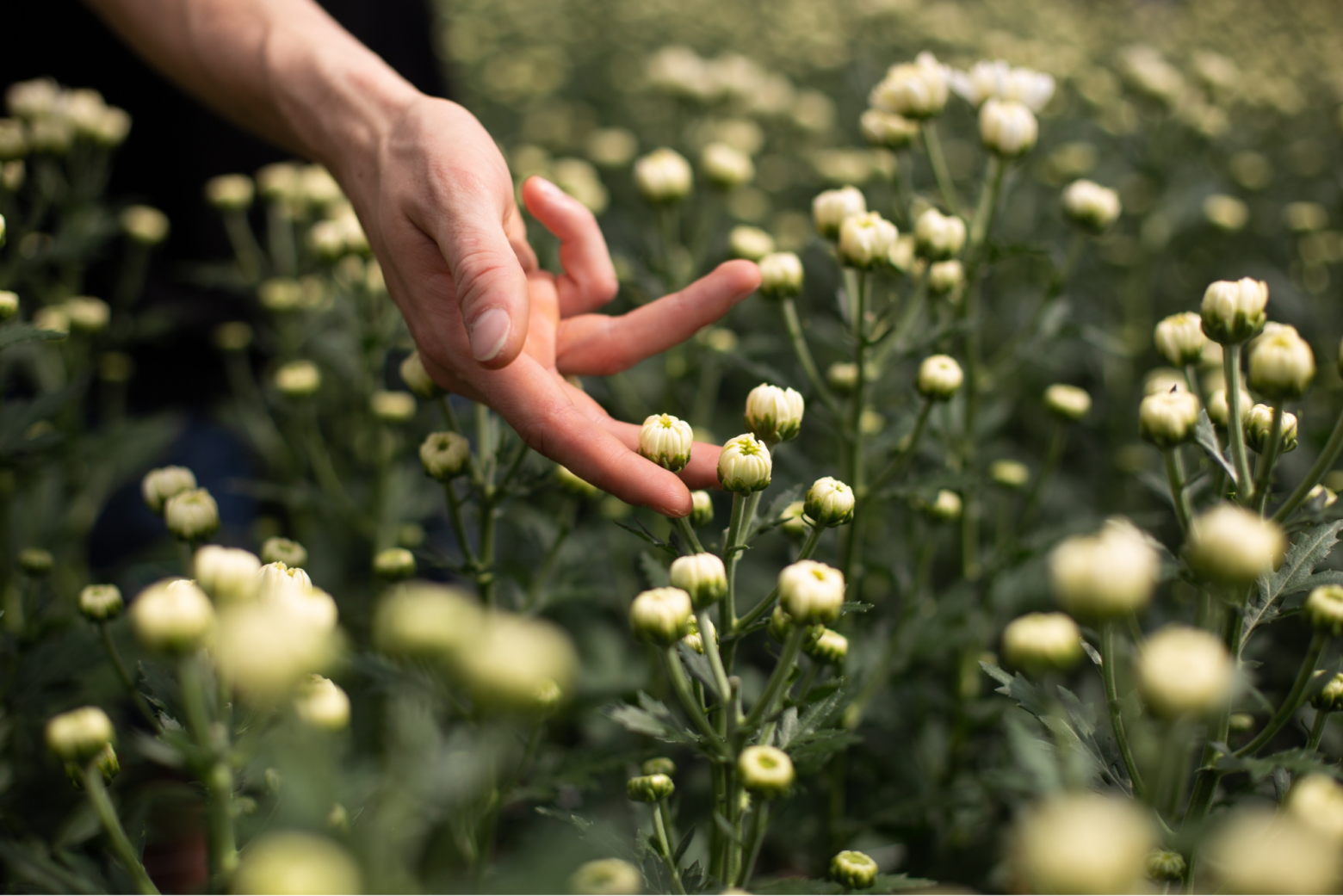 Я привез из-за границы, укрывал от солнца, чтобы заработать 11 млн за 100 дней - 10 Я привез из-за границы, укрывал от солнца, чтобы заработать 11 млн за 100 дней - 10