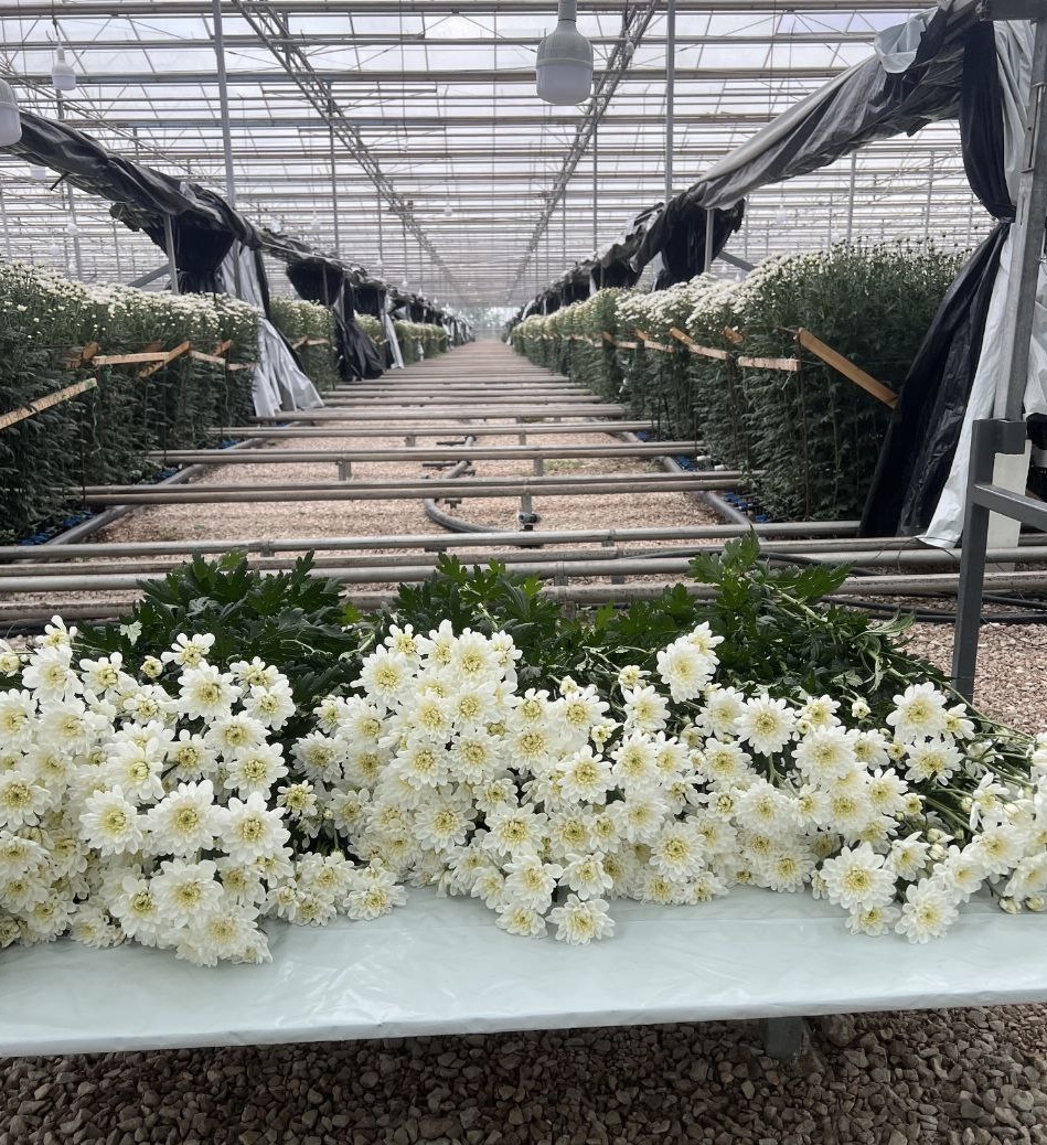 Я привез из-за границы, укрывал от солнца, чтобы заработать 11 млн за 100 дней - 11 Я привез из-за границы, укрывал от солнца, чтобы заработать 11 млн за 100 дней - 11