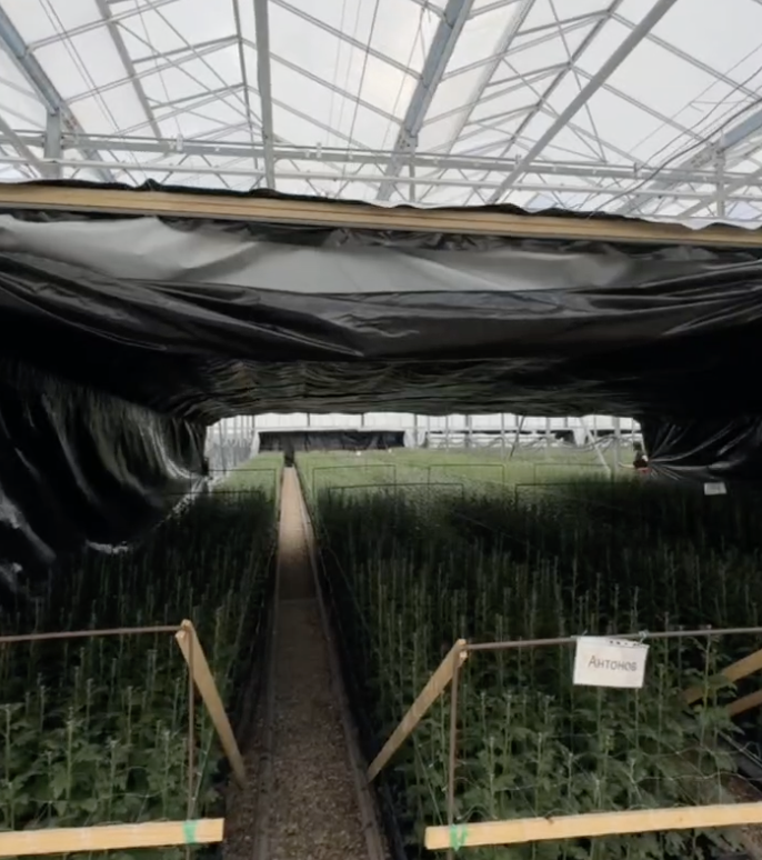 Заказали двухстороннюю пленку — черную с одной стороны, белую с другой. И теперь каждый день вручную затягиваем и раскрываем.