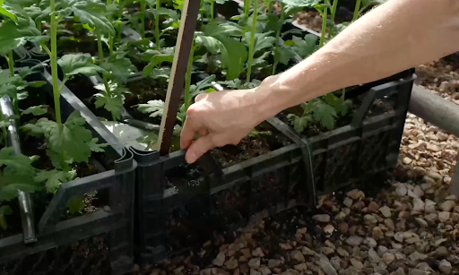 Тут все относительно просто — растет себе и растет.