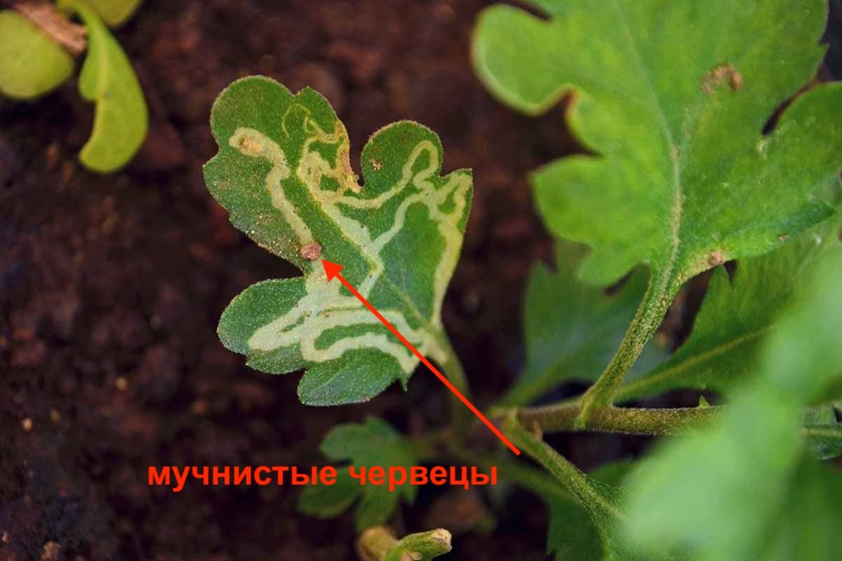 Мы производим сами, не купи-продай, но оказалось, что это нерентабельно - 9