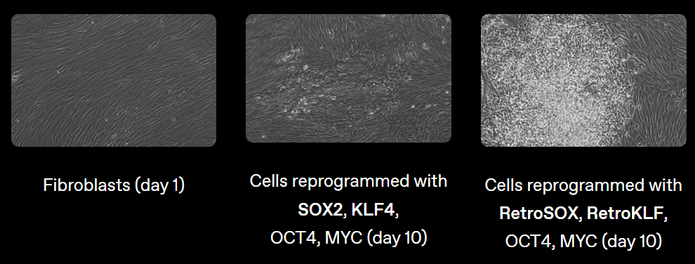За 10 дней новый метод с белками, спроектированными ИИ (справа), позволил получить в десятки раз больше колоний стволовых клеток по сравнению с классическим методом (в центре). Слева — исходные клетки. Источник изображения