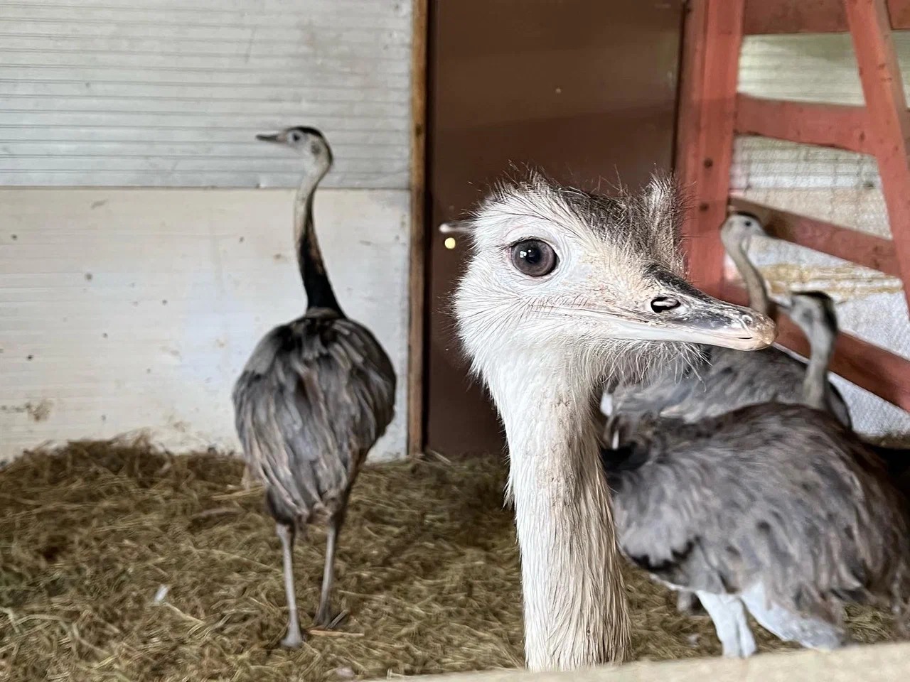 Как я зарабатываю 7 млн в год на тех, кто сует голову в песок - 12