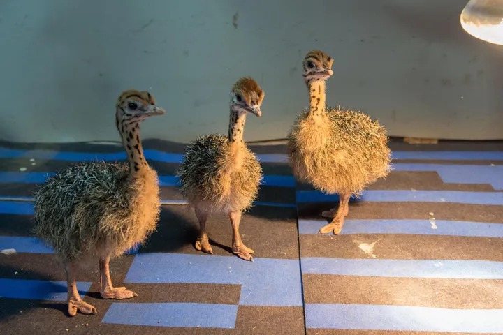 Страусенок вылупился — создаю ему теплые условия, потом постепенно перевожу в более прохладные помещения. 