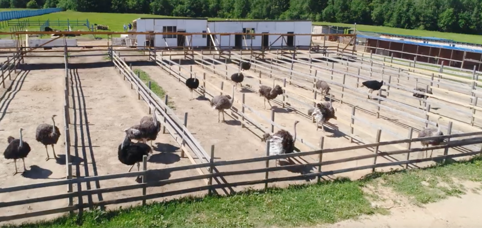 То есть на 15 голов нужно построить 5 домиков и 5 загонов.