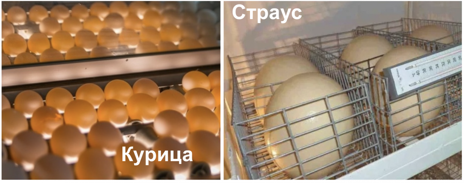 Как я зарабатываю 7 млн в год на тех, кто сует голову в песок - 6