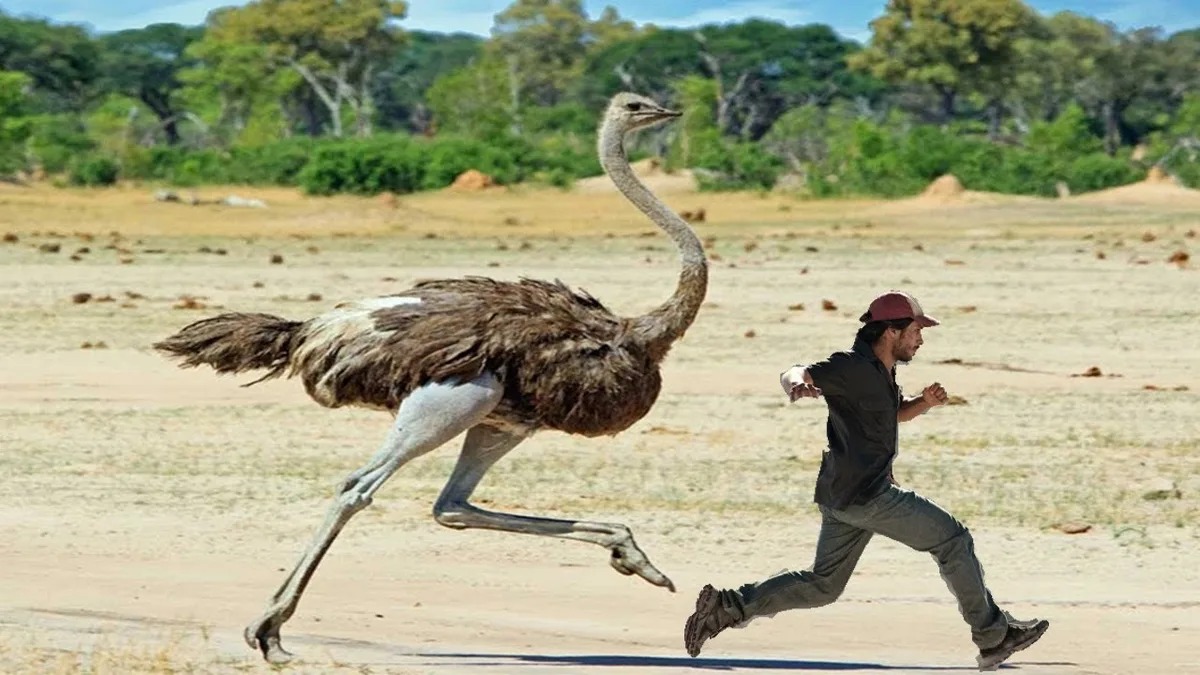 У меня бизнес на страусах, задавайте вопросы - 10