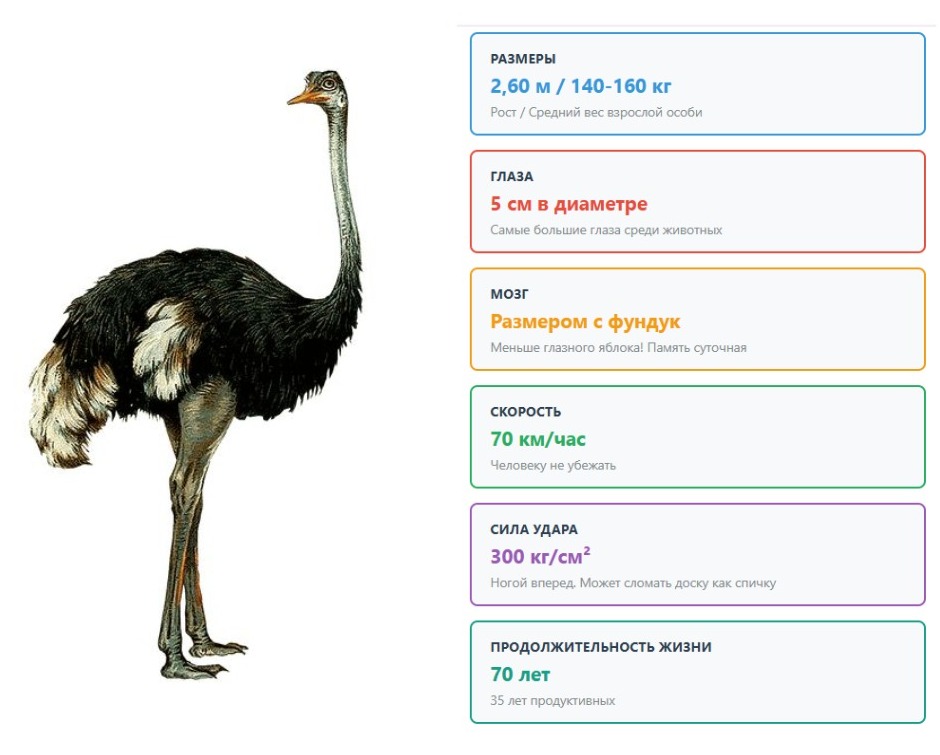 Самая большая птица в мире