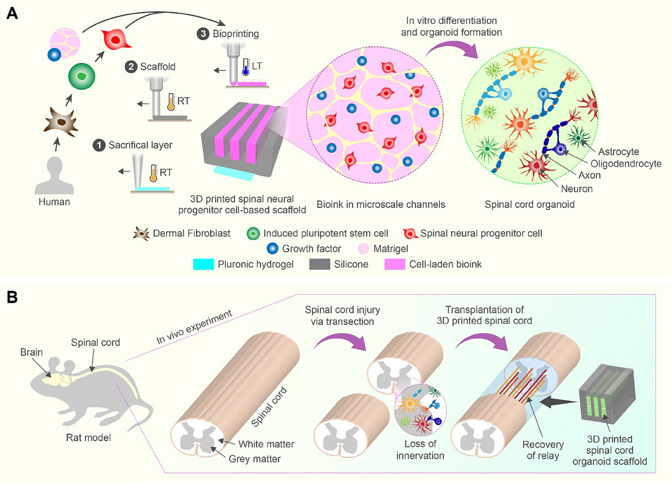 Спинной мозг на 3D-принтере - 2