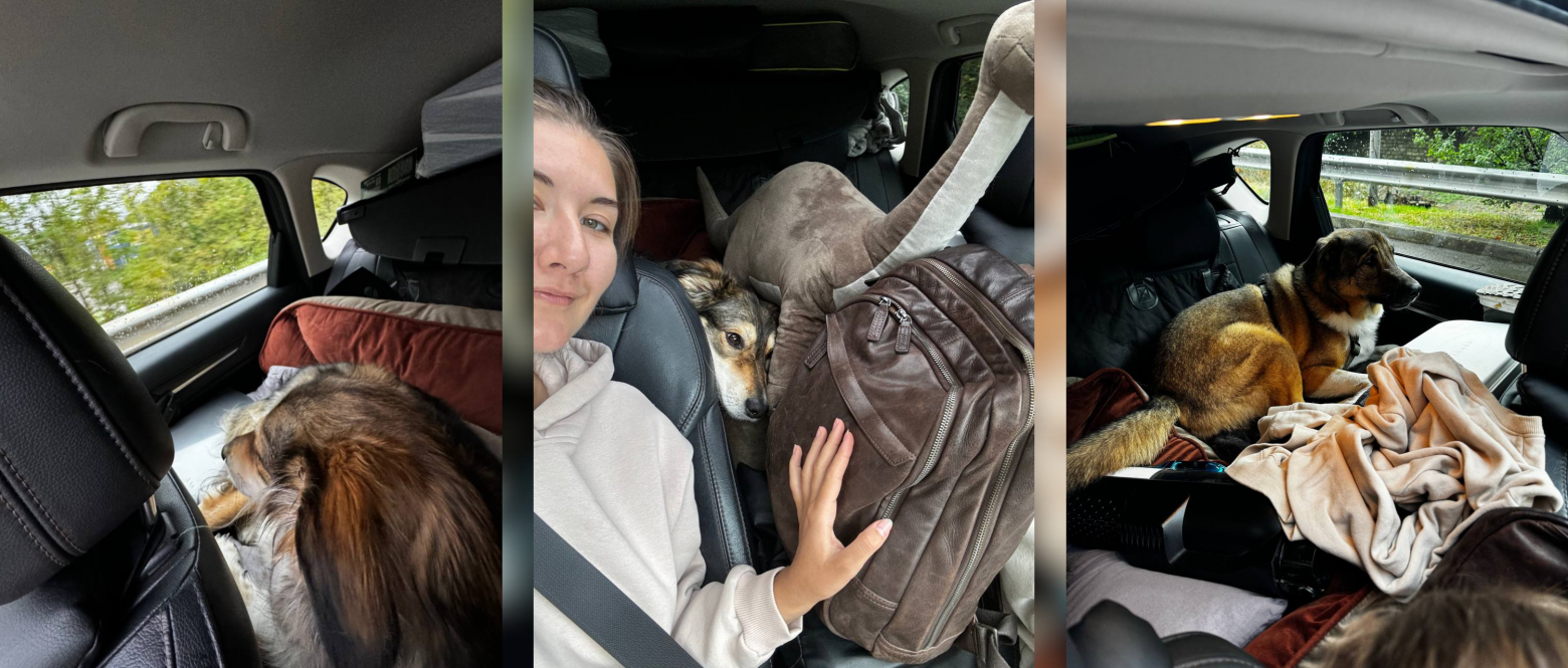 Наши собаки – очень опытные путешестники, обожают ездить на машине, но в этот раз они ехали почти под потолком, под ними находились наши бесконечные вещи. 