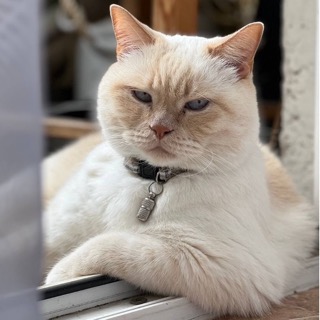 Настоящее фото кота по имени Сырник (не нейросеть)