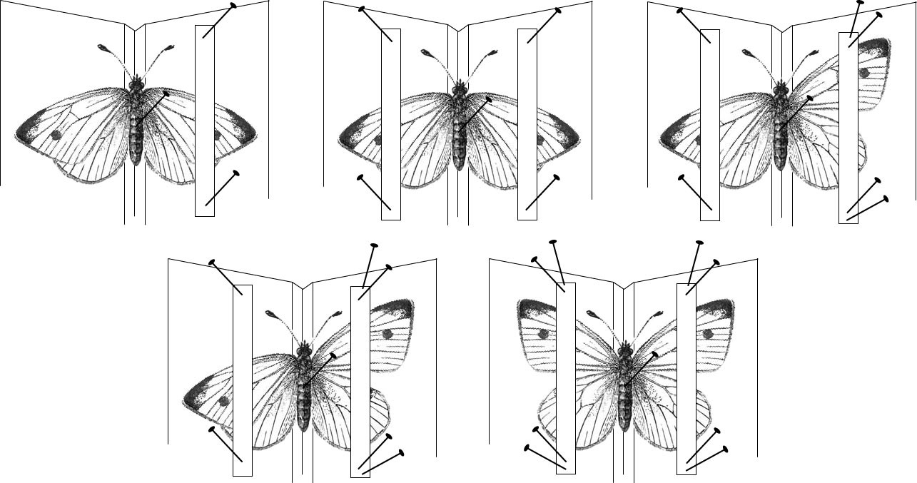 Иллюстрация правильной фиксации насекомых с крупными крыльями. Университет штата Орегон