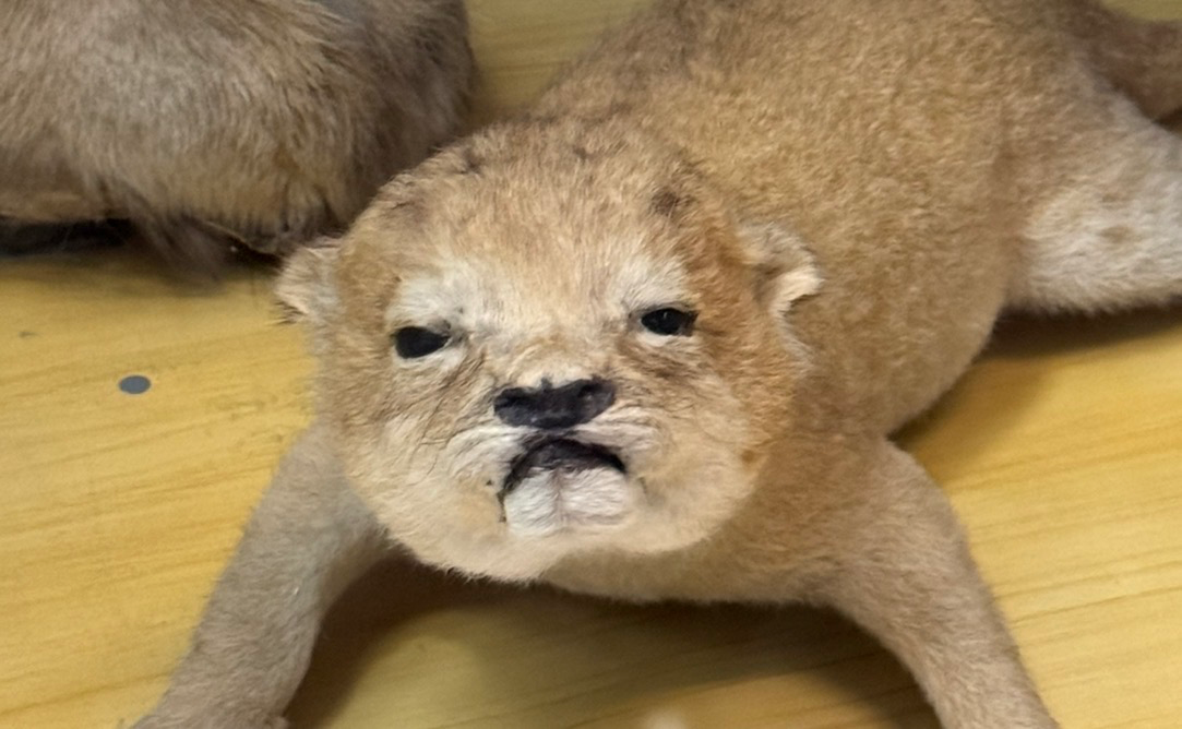 Этот львенок идеально показывает мое состояние по утрам в тот период