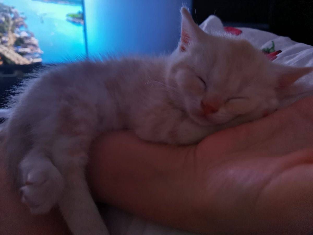 Я все искал момент, куда вставить этого котика