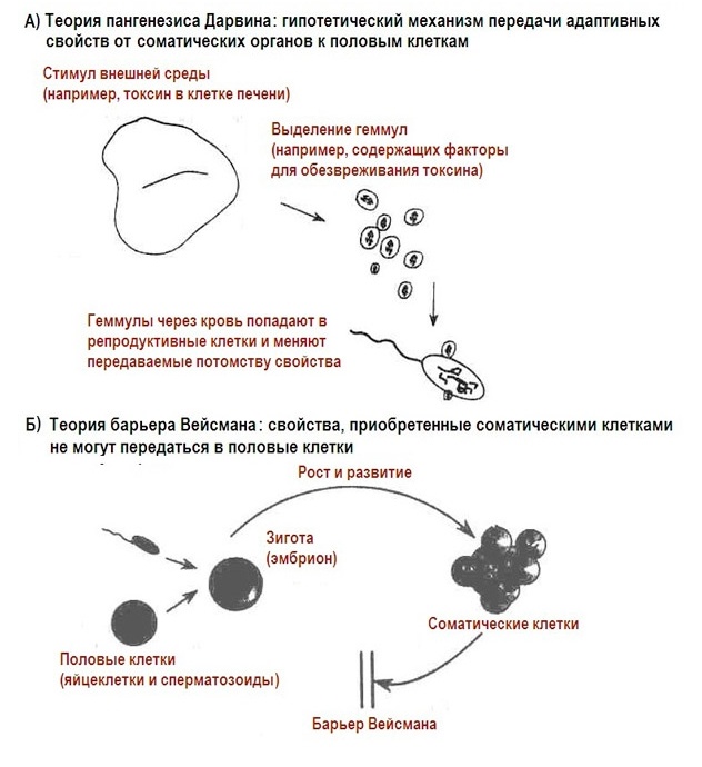Наследование того, что получил при жизни. Если пилить рога коровам — можно вывести безрогую корову? - 6